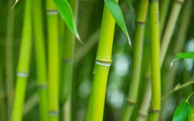 Step into Sustainability: The Incredible Benefits of Bamboo Socks